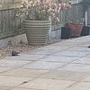Photo 7: Enclosed large patio