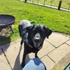 Photo 5: Flash wanting to play ball.