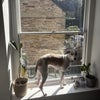 Photo 9: dot in the office window