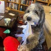 Photo 5: My family dog, Rupert :)