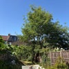 Photo 8: Crab apple and plum tree, basil, parsley, lots of lemon balm and flowers too 