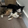 Photo 7: Winston and Toto - the cat housemates 