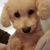 Photo 9: This is Teddy, who might visit sometimes, but won't be living with me. He's a cuddlebug.