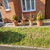Photo 9: Front lawn