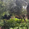 Photo 9: Garden