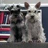 Photo 4: Our two mini schnauzers