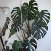 Photo 4: current occupier is this beautiful monstera, she will be removed as she does not like to share her s