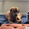 Photo 7: Teddy the resdient Boxweiler