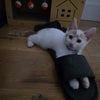 Photo 2: Our adorable kitten, Rukku ( fully litter trained and indoor only)