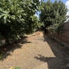 Photo 4: Garden