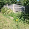 Photo 9: Garden