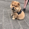 Photo 2: not my dog but a cute one 