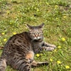 Photo 6: Beautiful cat 