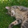 Photo 6: My cat (won't be moving in, he lives at the parents')