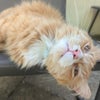 Photo 9: Cat