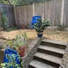 Photo 8: Garden (during drought...)