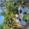 Photo 8: Back of garden - algae pond