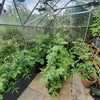 Photo 7: Greenhouse