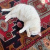 Photo 5: Schneider the Cat