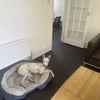 Photo 3: living room with dog