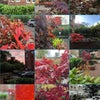 Photo 9: Front garden through 4 seasons.