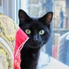 Photo 3: Sazerac the cat