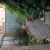 Photo 2: private garden