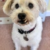 Photo 5: Tinka 14yo rescue terrier.