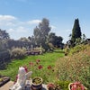 Photo 7: back garden