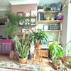Photo 7: living room