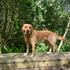 Photo 6: My dog 