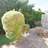 Photo 9: Lovely sunny garden
