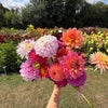 Photo 4: Dahlia picking💐