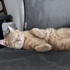 Photo 4: My cat