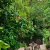 Photo 2: Garden