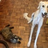 Photo 8: Pumpkin & Delilah