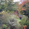Photo 6: Garden