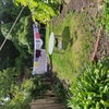 Photo 7: Garden 