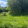 Photo 6: Very big garden
