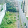 Photo 8: South west garden, washing line