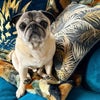 Photo 9: Pug