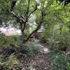 Photo 9: Garden 2