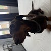 Photo 7: Reuben 