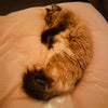 Photo 8: Willow