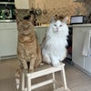Photo 6: 2 of my 4 cats - they're not coming to London!