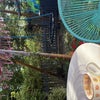 Photo 5: Back yard 