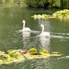 Photograph of Lily