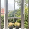Photo 4: Evergreen from garden