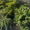 Photo 3: View from window onto garden