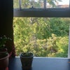 Photo 6: Your view of the garden from bedroom